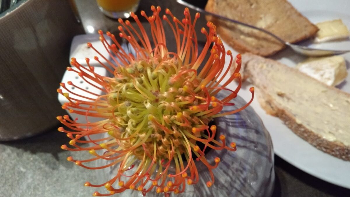 Norway, table decoration, Pincushion, Proteaceae