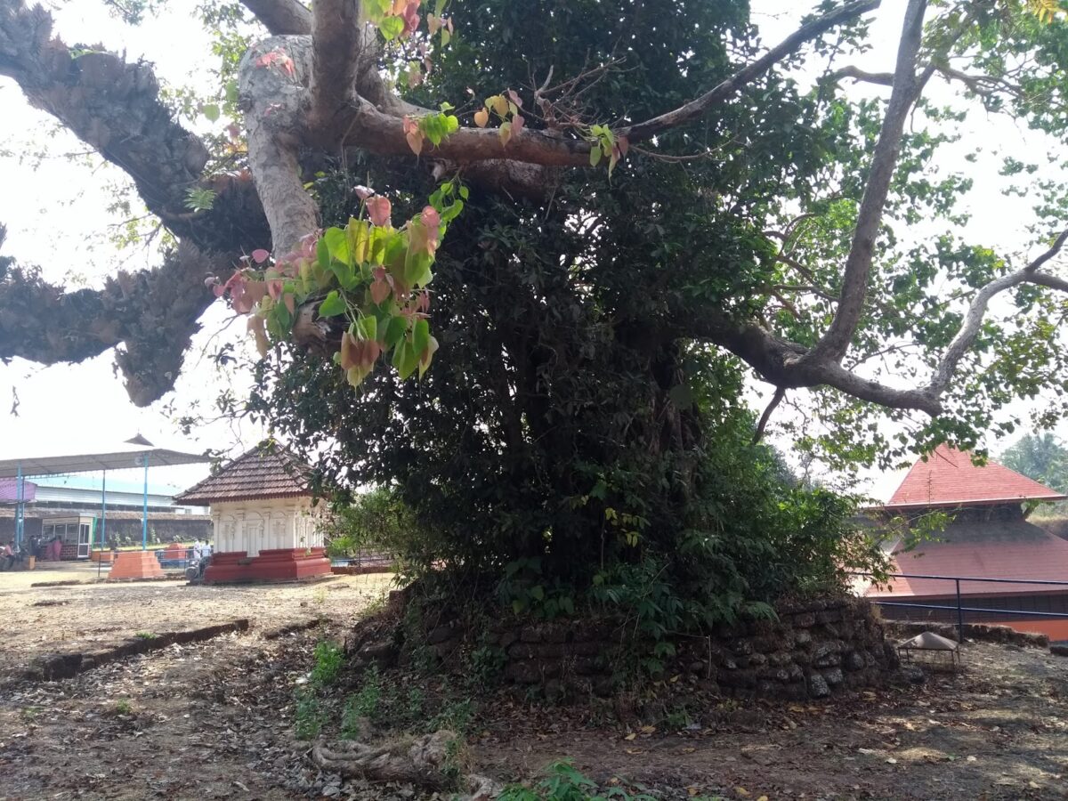 Temple, Crocodile, Ficus