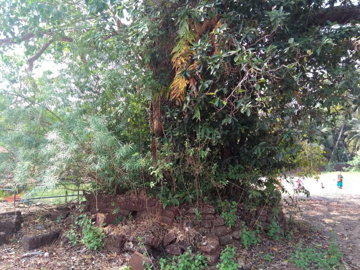 Kerala, Ficus, Temple