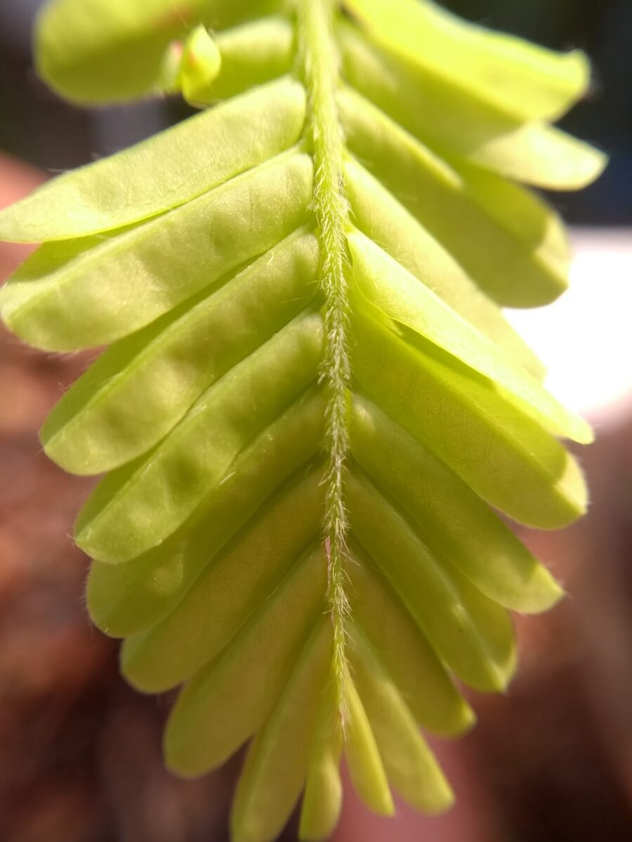 Tender leaf, Tamrarind, compound leaf