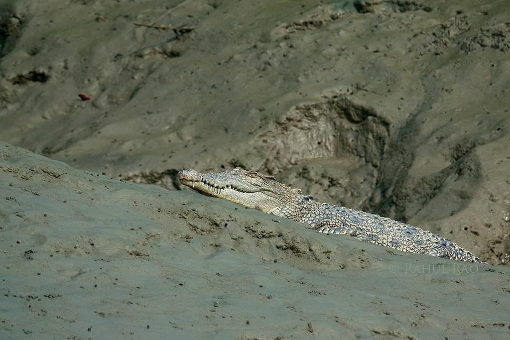 Estuarine croc, sunderbans