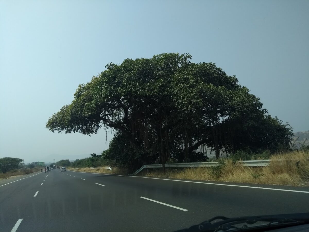 NH4, Pune, Ficus, Tree