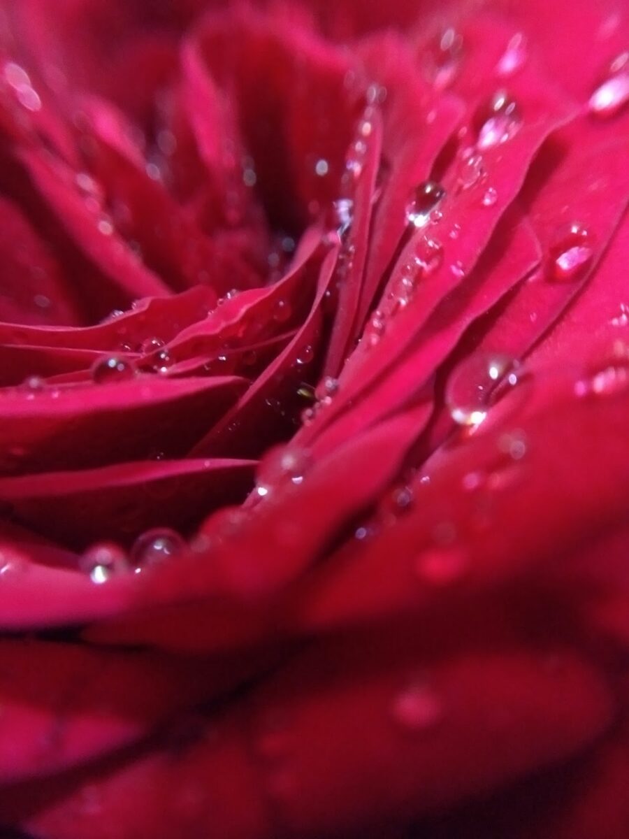 Red Rose, bouquet, Valentine