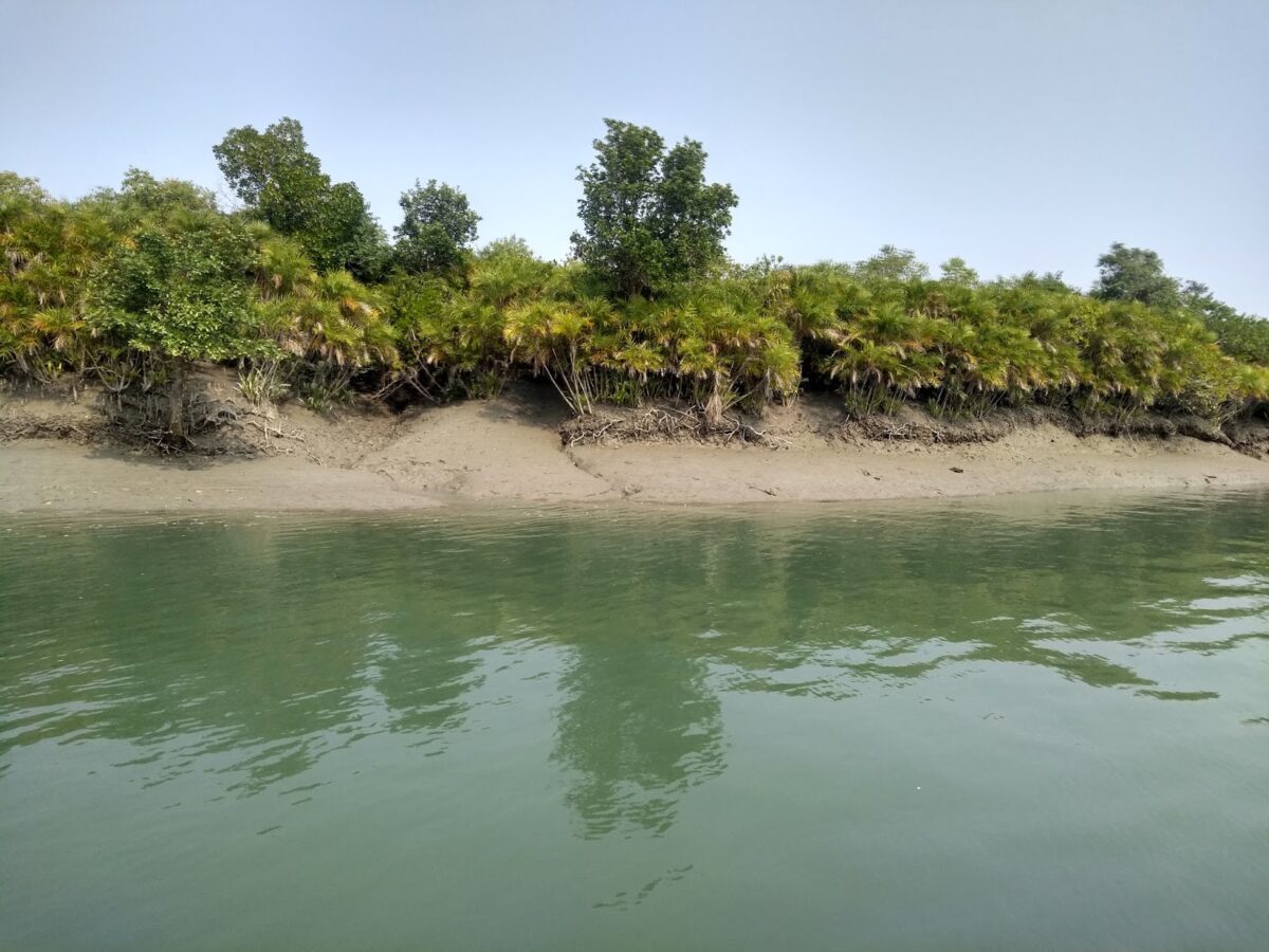 World heritage site, mangroves