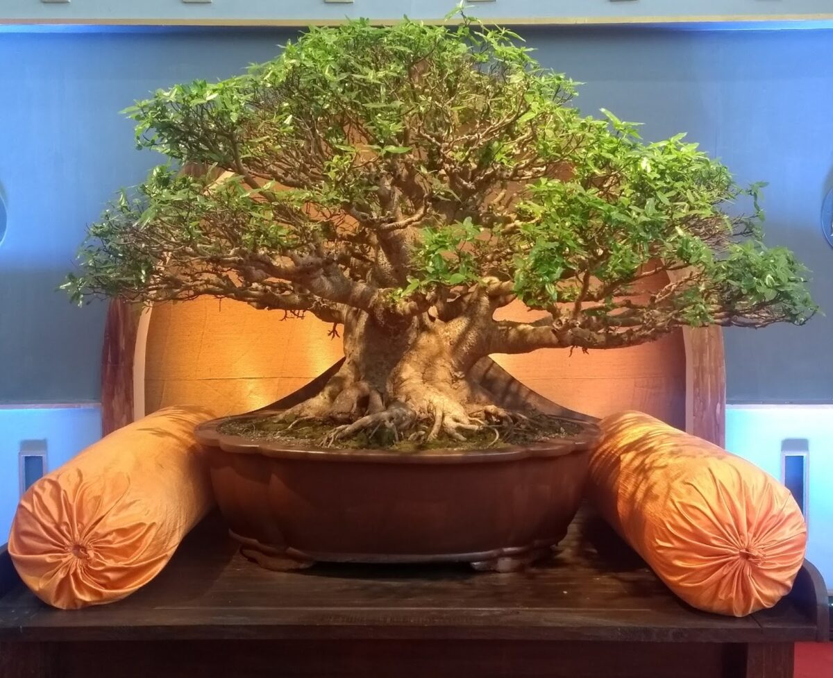 Pune, Bonsai Exhibition, Bonsai Namaste