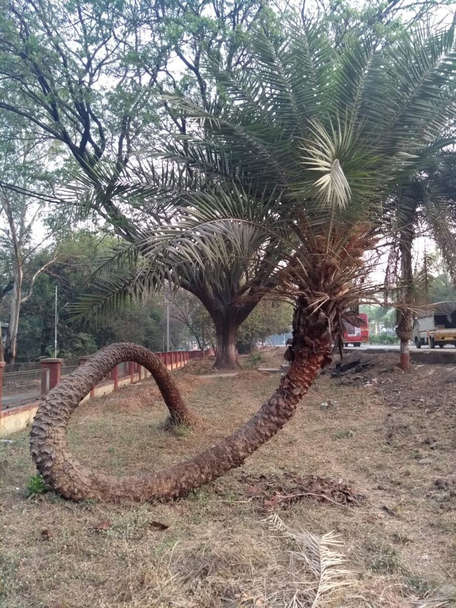 Palm, Unusual tree, Pune