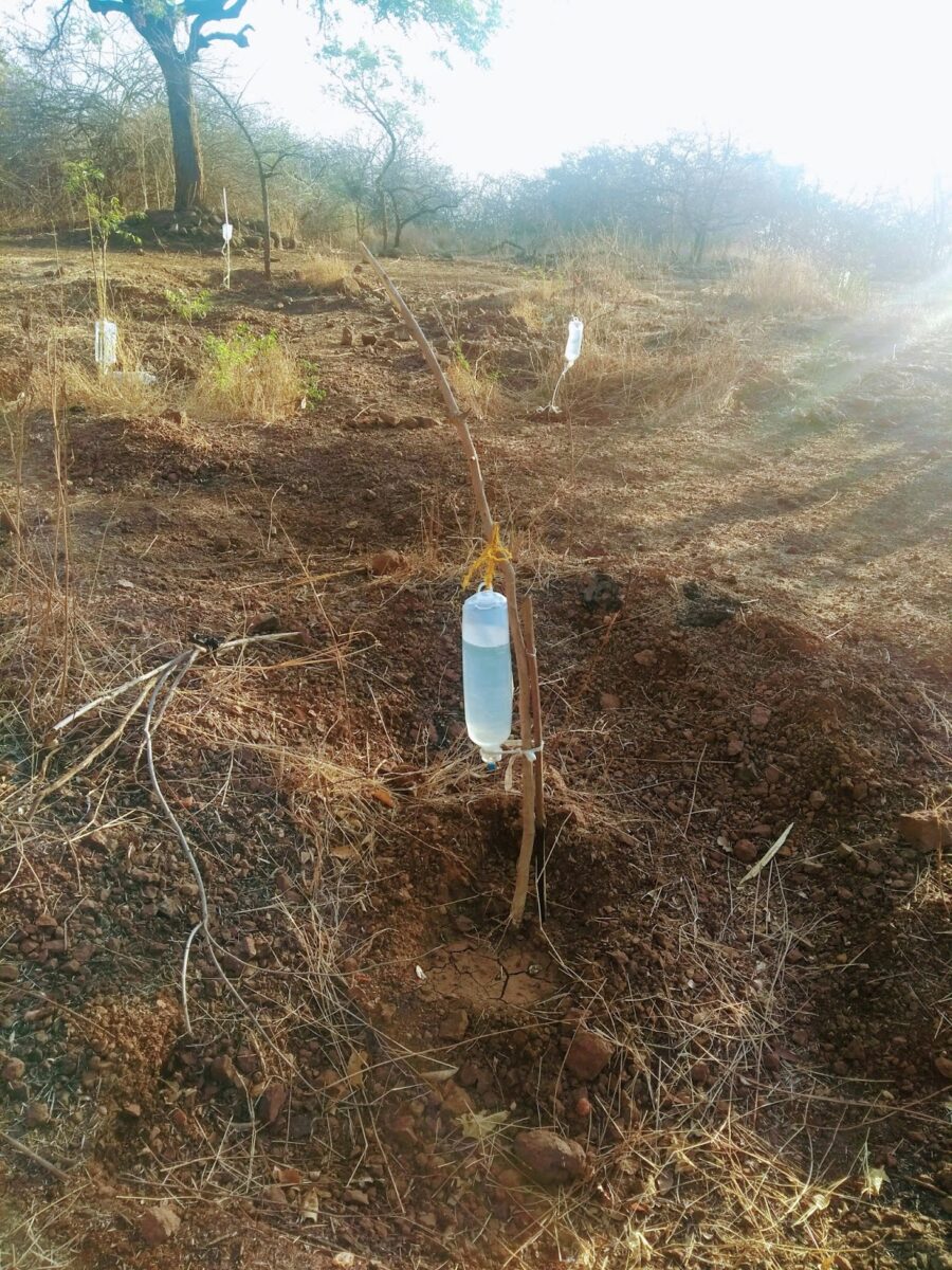Plant watering, Save trees, Summer, Pune