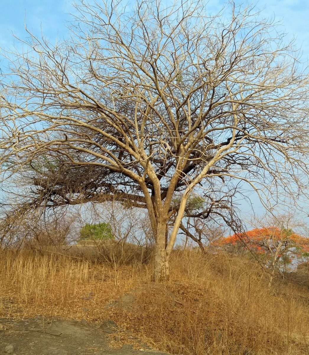 Summer, Heat, Deciduous Pune, hills, deciduous