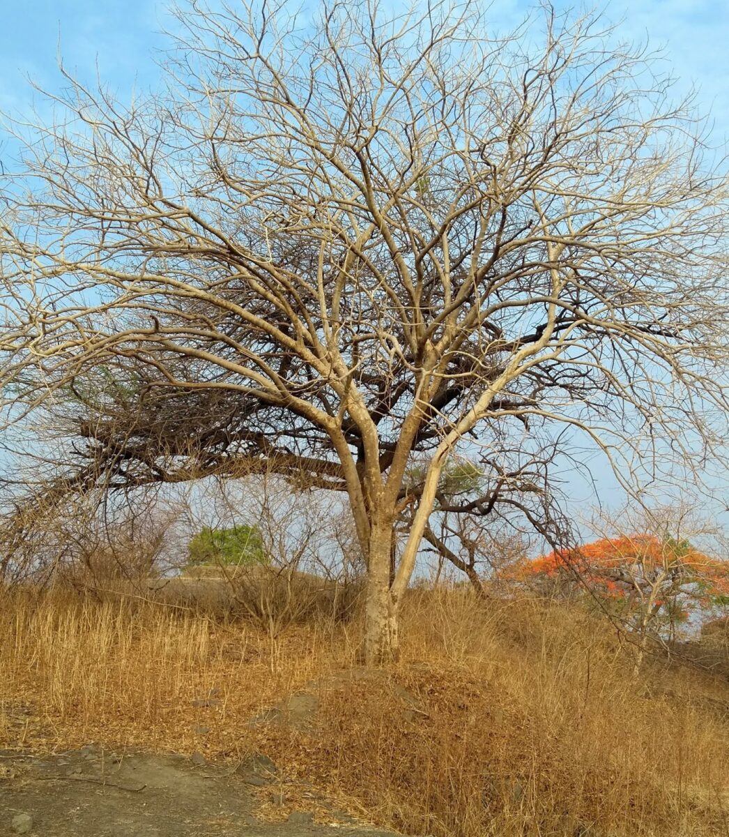 Pune, hills, deciduous