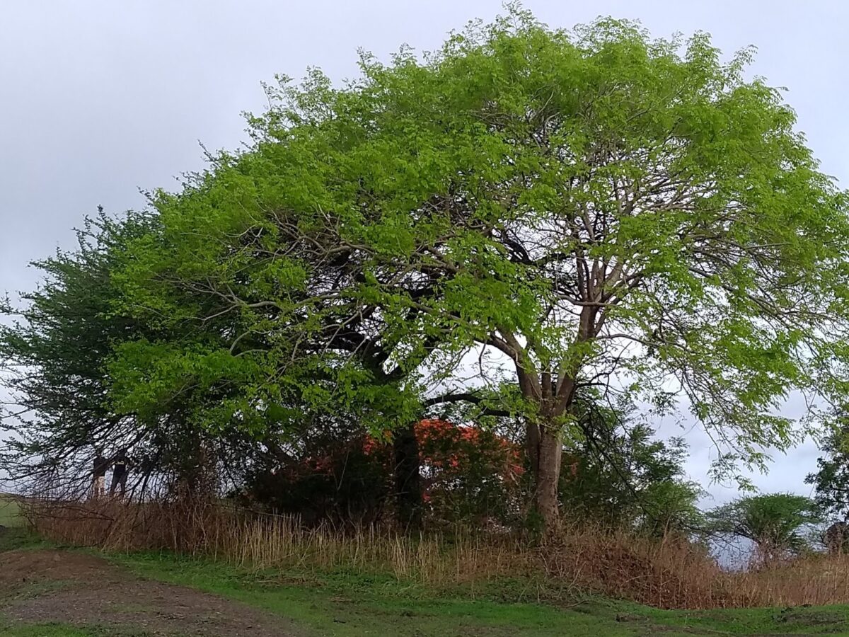 Pune, Native trees, Vetal tekdi Trees, Pune, hills