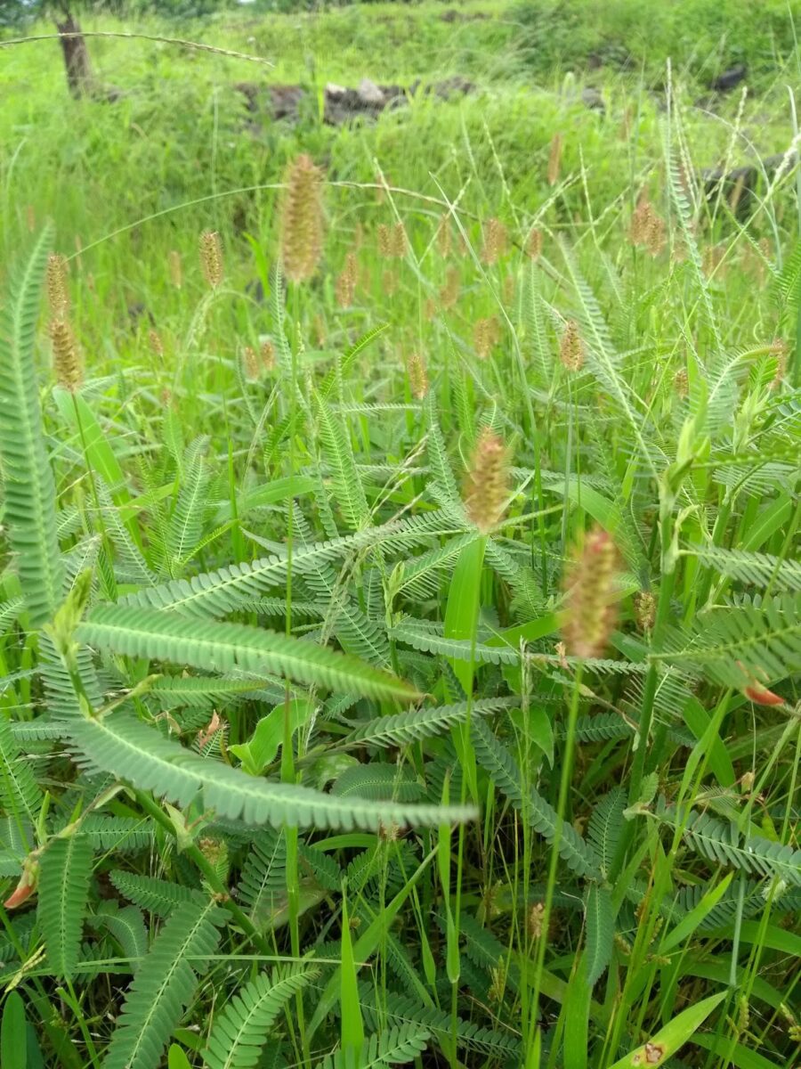 Rain, herbs, grass, Pune
