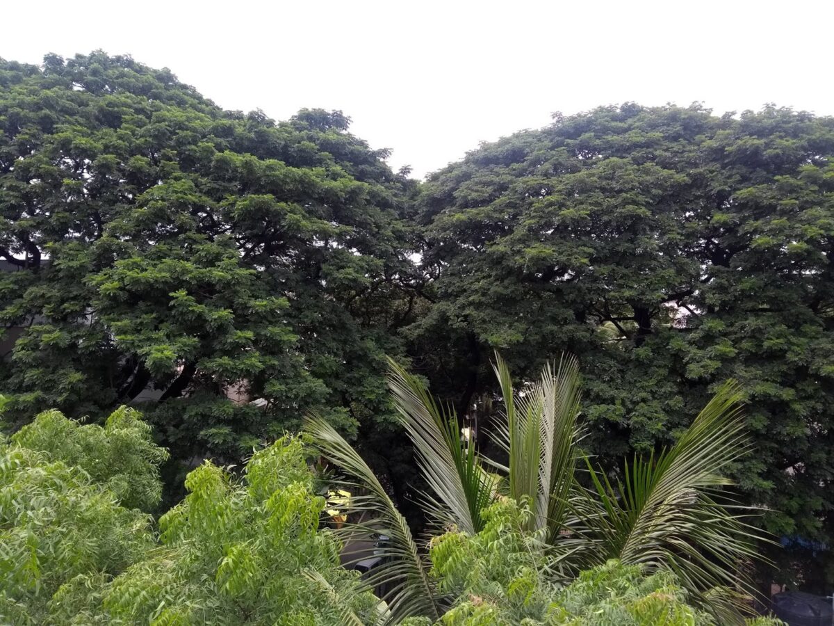 Pune, Exotic tree, Avenue
