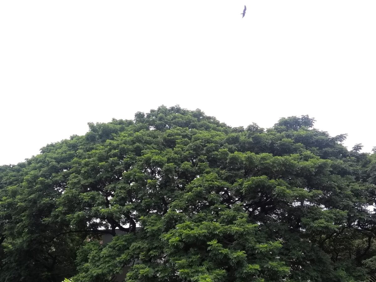 Roads, Trees, Raintree, albizia