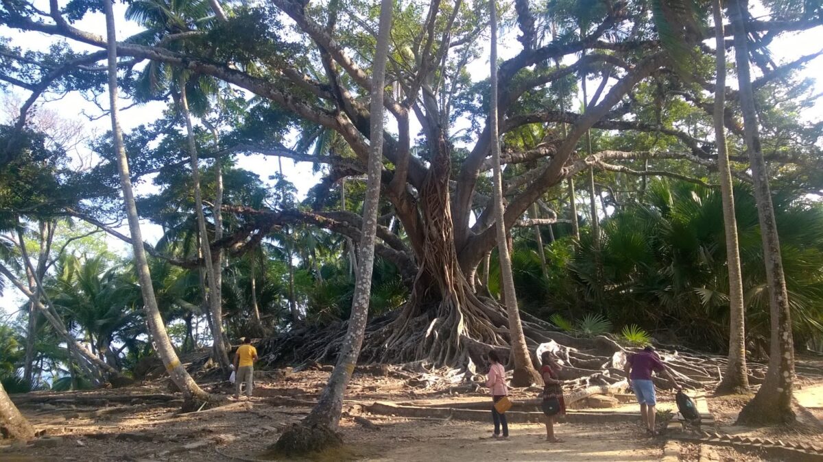 Andamans, Ross Island, Ficus, Andaman, Trees