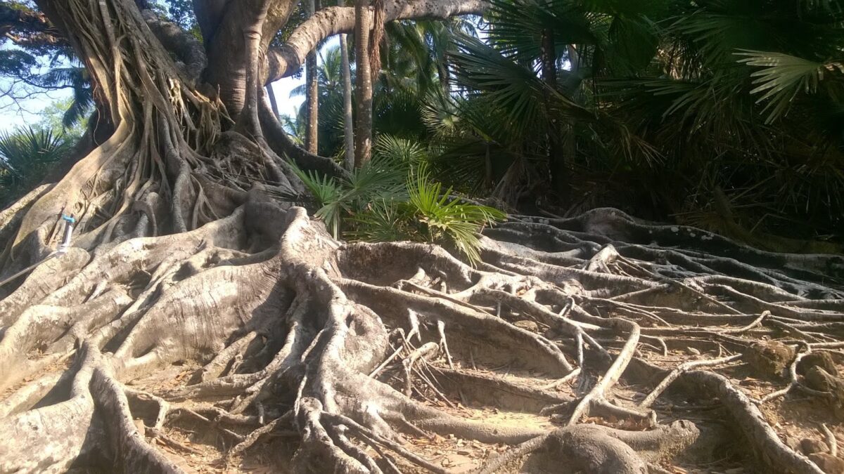 Ross, Ficus, Andamans, Tree