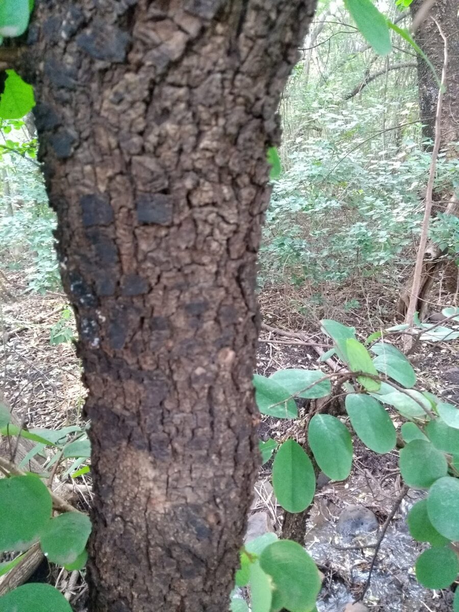 ROugh bark, trunk, pune, hills nature, hills, tekdi, pune