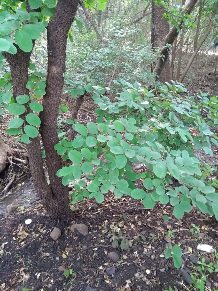 Pune, tekdi, hills Garari, tekdi, Nature, Pune