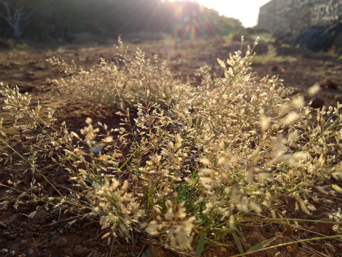 Grass, Poaceae, Pune