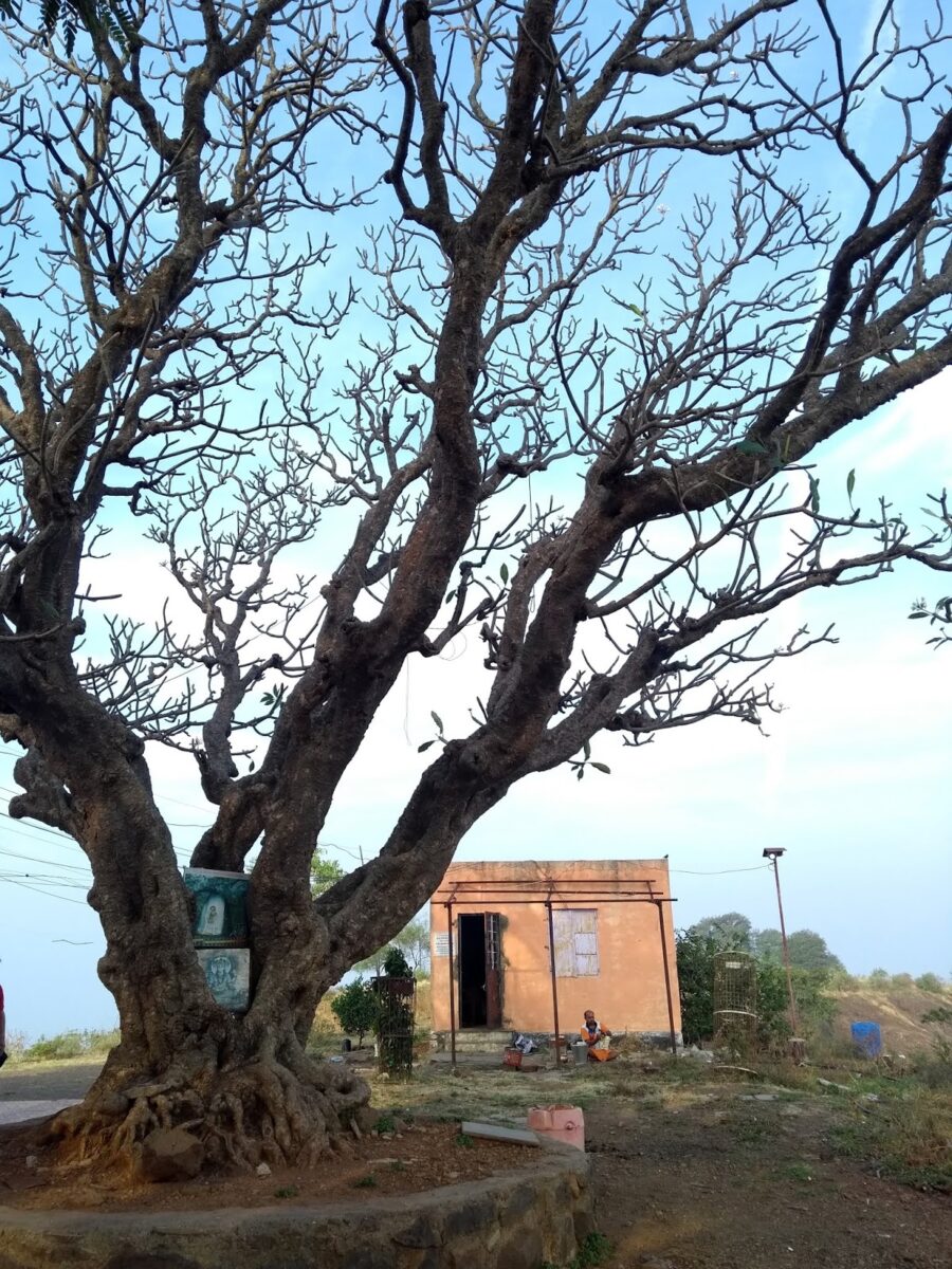 Chafa, Karad, Temple Tree