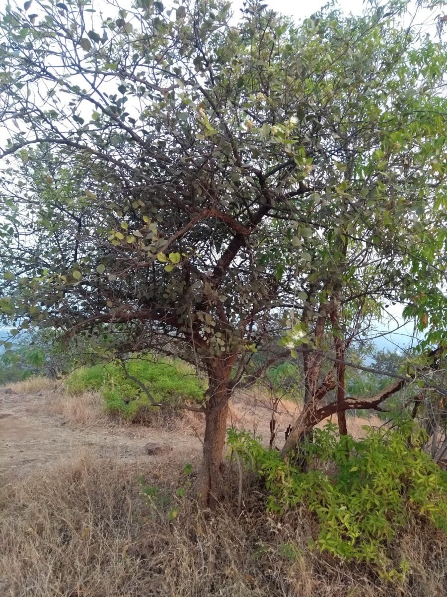 Pachunda, Capparis, vetal tekdi