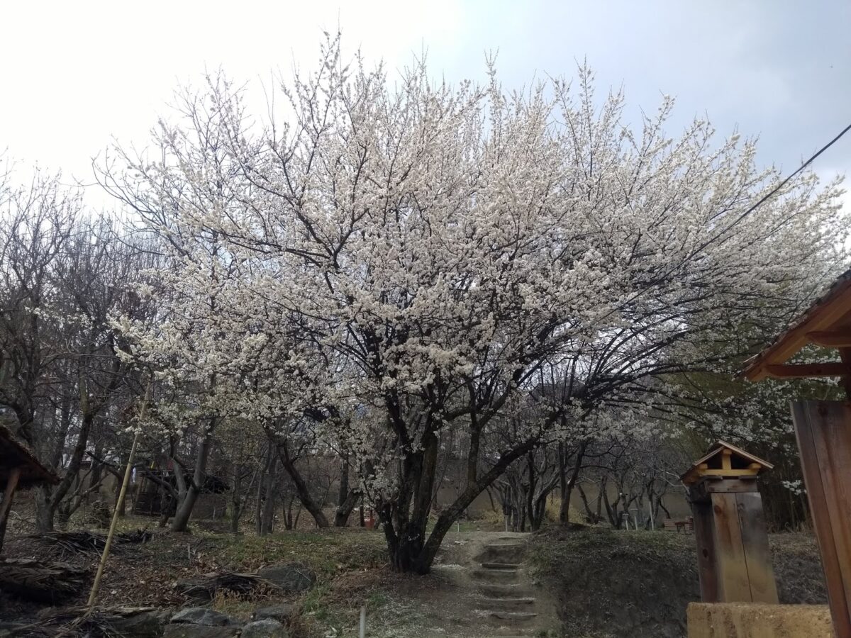 Travel, Trees, Pear, Blossoms