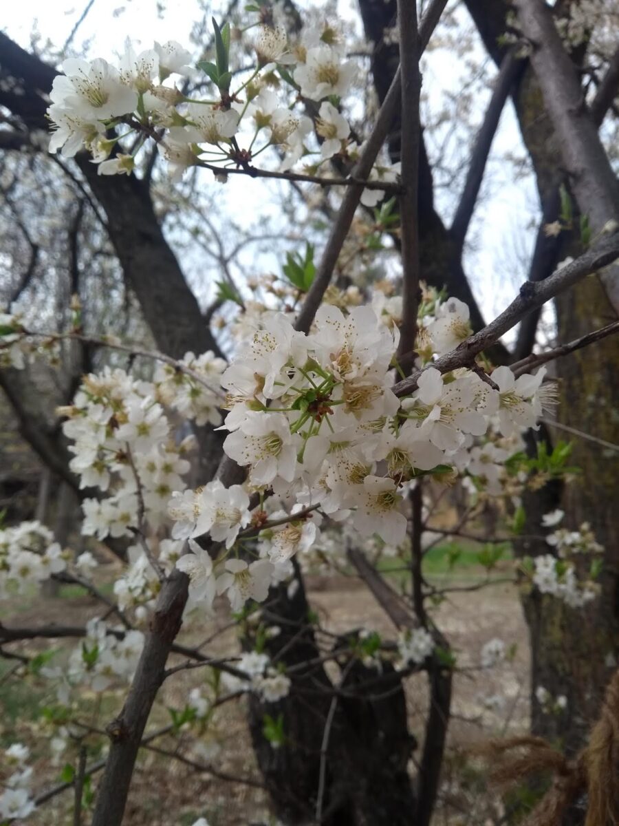 Thimpu, Bhutan, Sakura