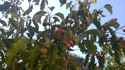 Red fruit, Mimusops, Pune