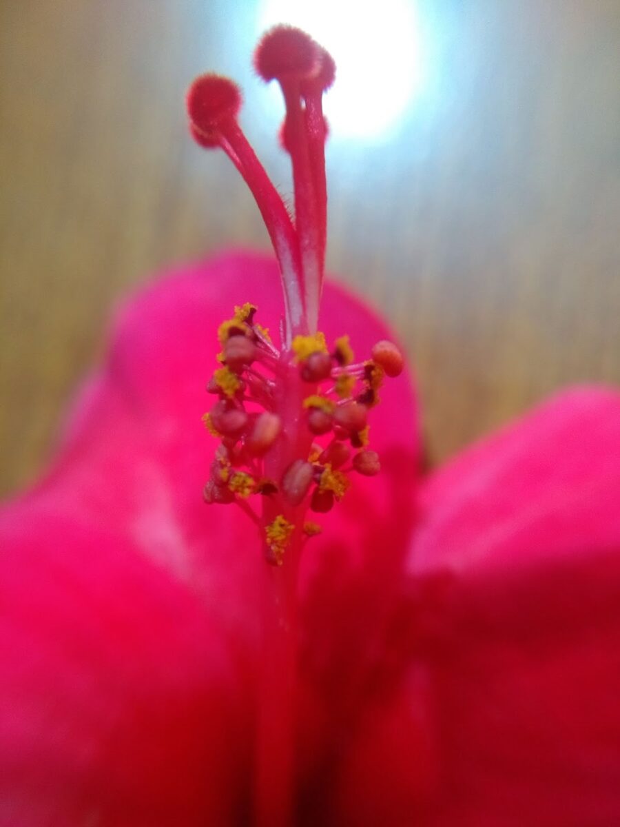 Hibiscus, Flower, Jaswanda