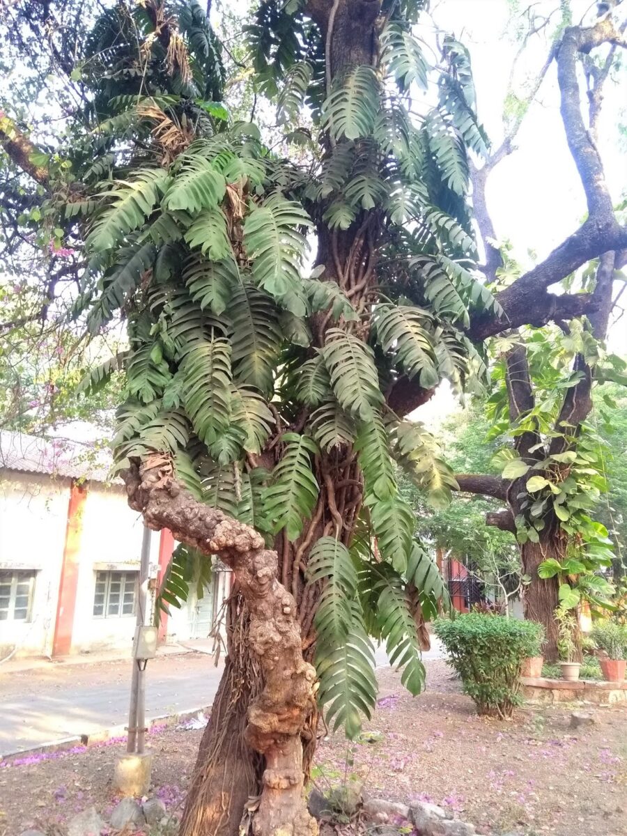 Tree Walk, Pune, Bogan