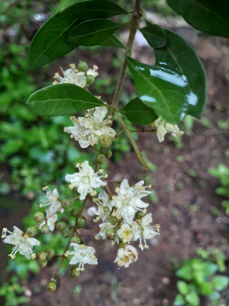 Henna/Mehndi Herbal Plant With Pot : Amazon.in: Garden & Outdoors